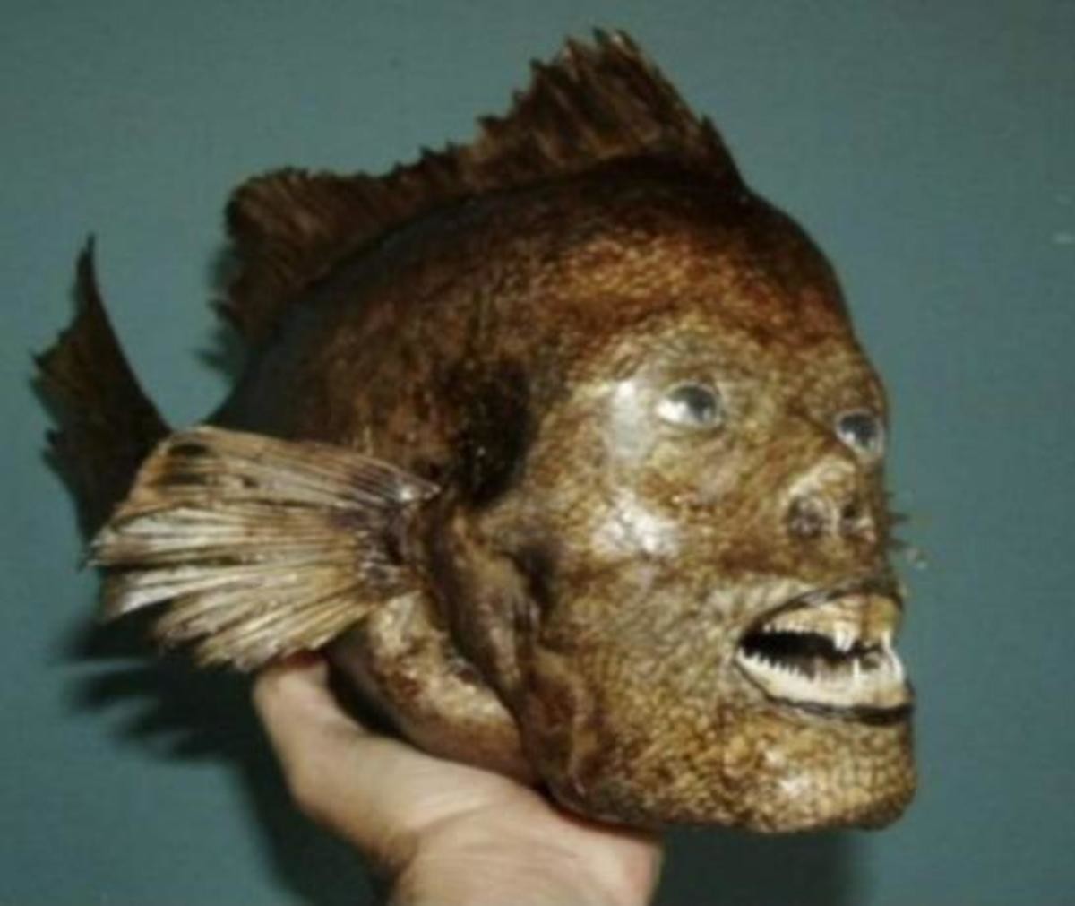 Рыба с человеческой головой